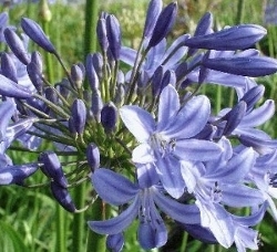 Agapanthus Lyn Valley (new)